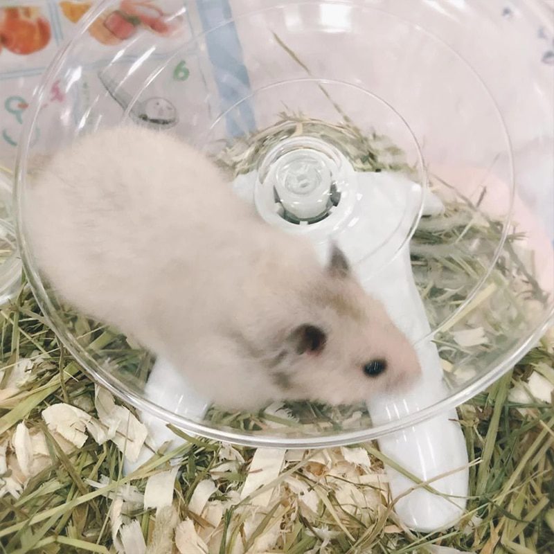 Pet-Hamster-Running-Wheel-Mute-Flying-Saucer-Steel-Axle-Wheel-Running-Disc-Toys-Cage-Small-Animal-2